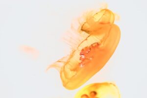 Potassium Deficiency Symptoms Recognizing the Early Warning Signs and How to Address Them